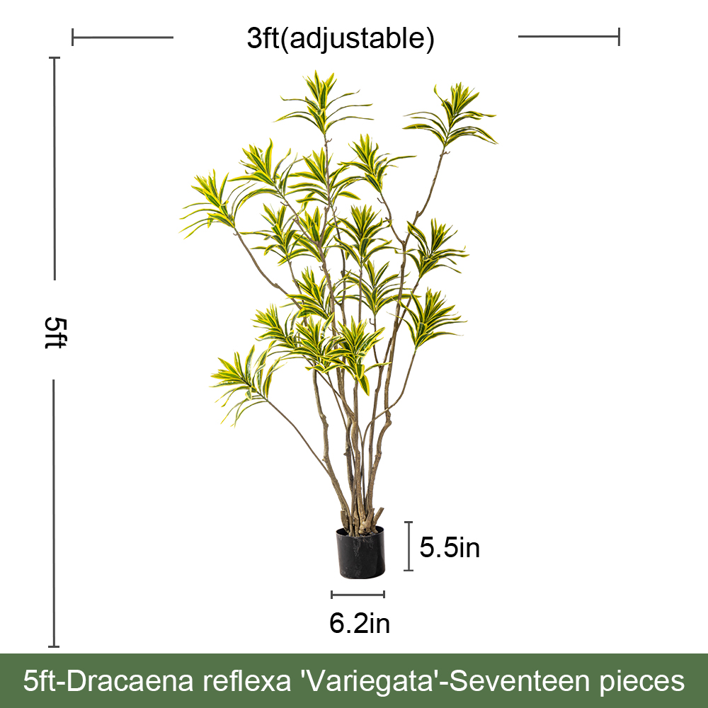 Dracaena Reflexa(Gold)